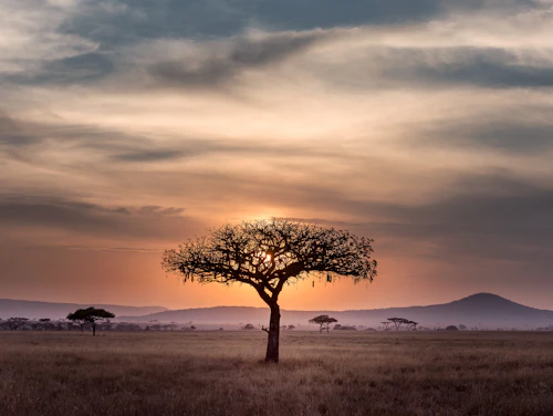 Savane africaine au coucher du soleil