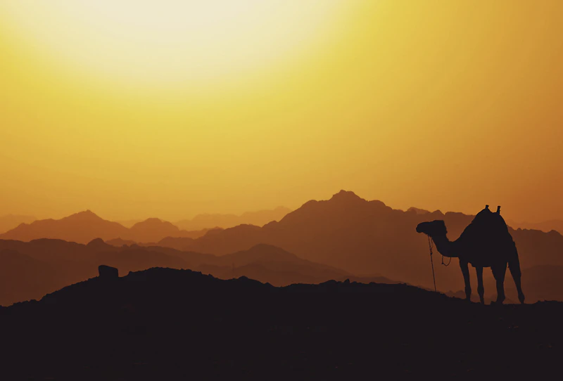 Silhouette d'un chameau au coucher du soleil